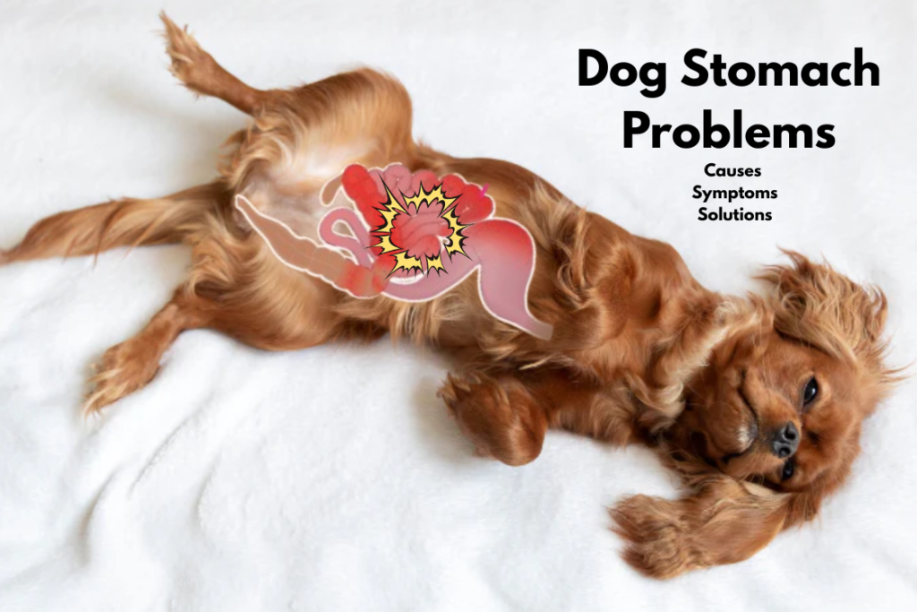 Dog Digestive Issues & Stomach Problems Explained: Causes, Symptoms ...